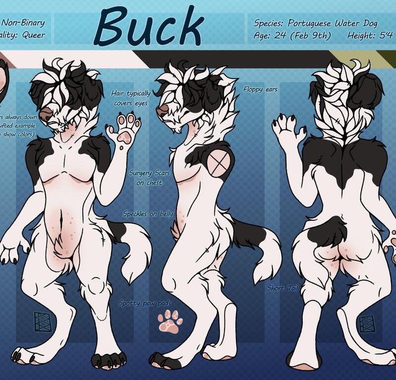Buck (Portuguese Water Dog)
